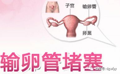 通草对输卵管堵塞的疗效，功效与作用解析