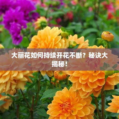 大丽花如何持续开花不断？秘诀大揭秘！